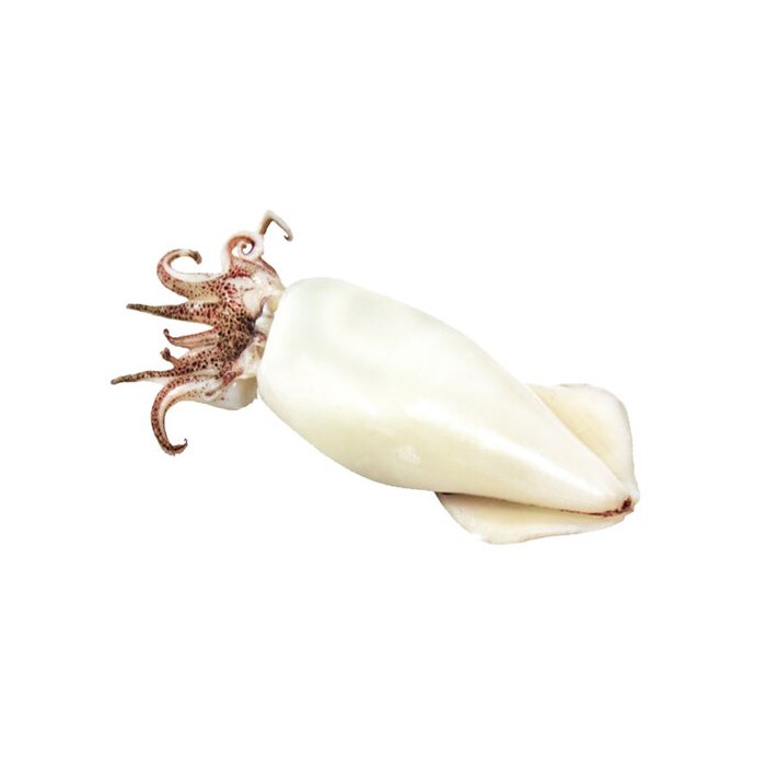 Calamari interi puliti  9.90 €/kg